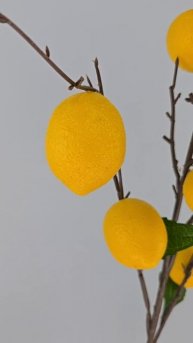 Ветка Лимон Абхазский