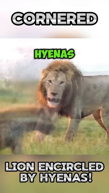 Irq21_ePlBw - Cornered： Lion Encircled by Hyenas! #shorts #nature #viral #animals #lion