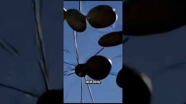 вера объединила всех!