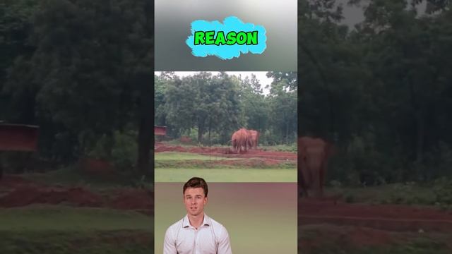 -vyOUxVytkM - Elephant vs. Excavator： A Mother's Fierce Stand #shorts #animals #wildlife