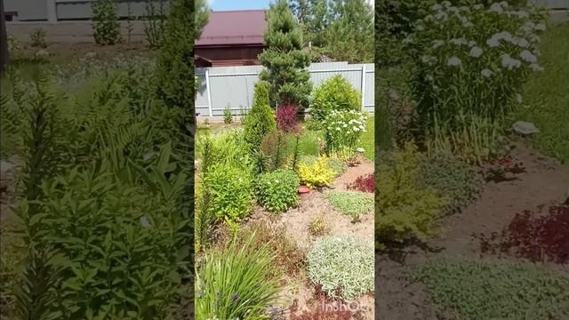 Сад в июне.Сажала одно 🤔а выросло другое.Отмечаем Троицу🔥🙏🙏🙏