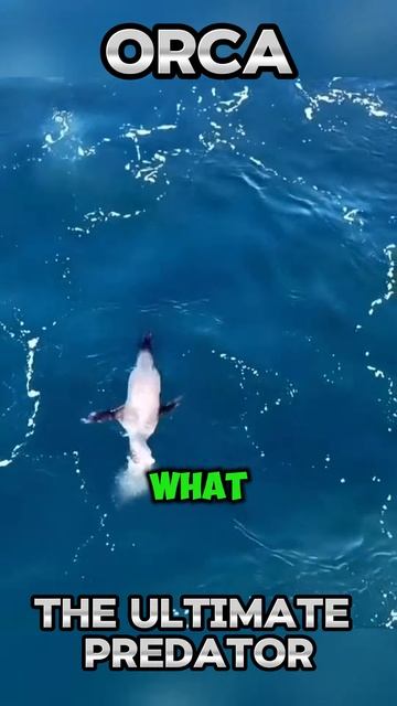 U0NjUWasm8Q - Orca： The Ultimate Predator 🐬 #shorts #animals #viral #wildlife #vizard #nature