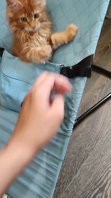Кошачьи забавы
