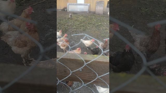 У нас дожди 🌧 а гусям 🪿 курам 🐔 по-барабану