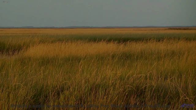 Музыка для симбиоза человека и ИИ - следующий шаг эволюции! - Amber Glow -- Scott Holmes Music -- In