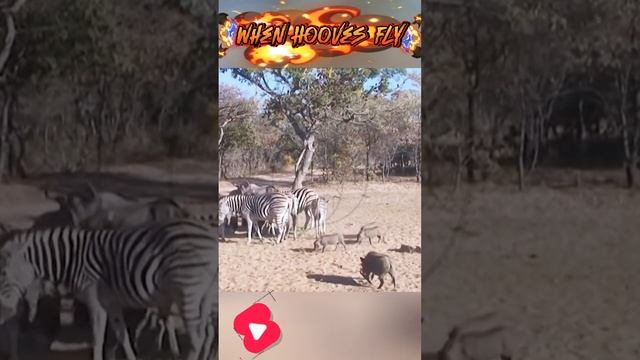 2CtQkNQYaTI - When Hooves Fly #shorts #animals