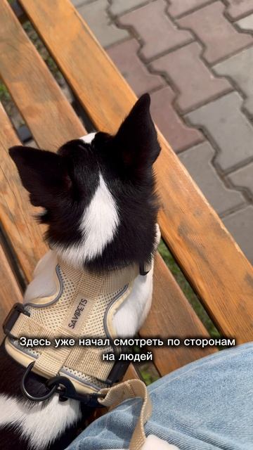 Первый выход Бори на прогулку
