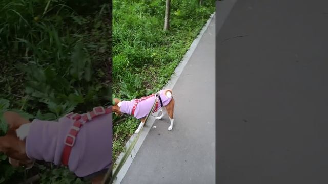 VID-20250516-WA0008.mp4