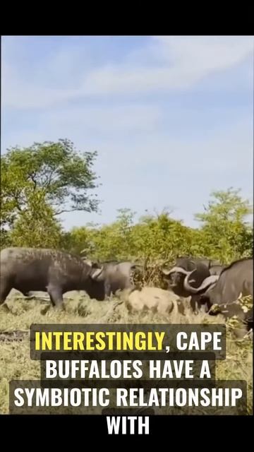 X4EzhxgJFaA - Unveiling the Mighty Cape Buffalo： Africa's Formidable Icon of Strength and Survival!