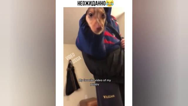 Супер приколы 51