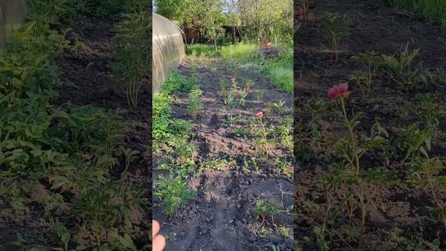 Второй ПИОННИК зачем он? 🌺
Пионы | цветочное фермерство | цветы на срез