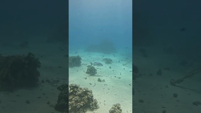 🌊 Хургадинские поныряшки 🌊