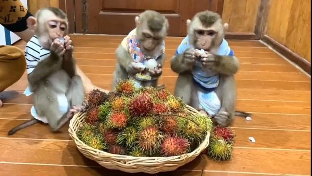 Обезьянки сами чистя и едят Кого хочешь веселят
