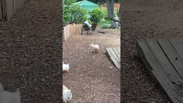 XPP_WzsmY9E - ＊＊＂Wild Moves： Hilarious Animal Dance-Offs!＂＊＊ #shorts #animals #pets #funny #fannydog