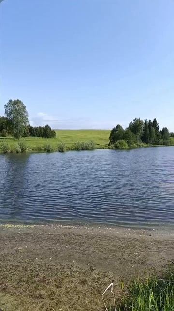 Лесной пруд