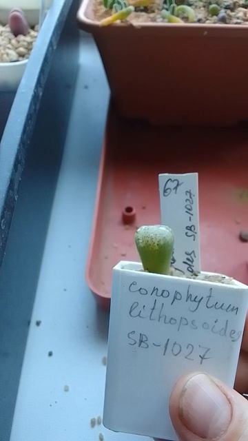 Линька конофитума. Conophytum lithopsoides