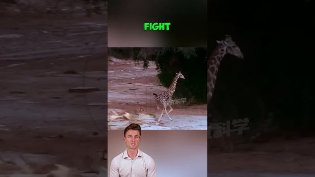 HPpalzoy6Wo - ＊＊＂When Giants Fight Back： A Giraffe’s Brutal Revenge on a Lion＂＊＊ #shorts #animals #w