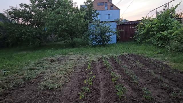 Андрей Новиков. Последняя манипуляция с помидорами и можно уезжать