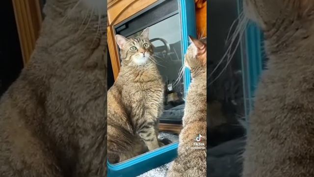 Забавные животные, борьба с зеркалом