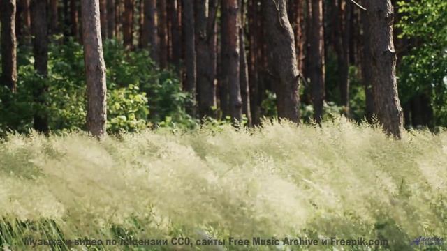 Вы почувствуете магию - просто включите звук! - How Can Things Be -- HoliznaCC0 -- Orphaned Media