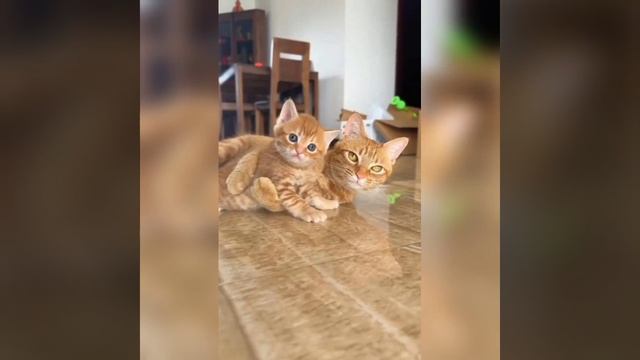 Наш TG https://t.me/liveofcats