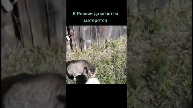 Даже коты умеют разговаривать матом 🤣