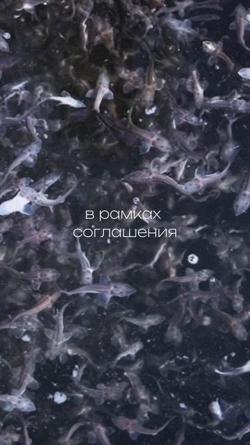 Откуда берется сибирский осетр?