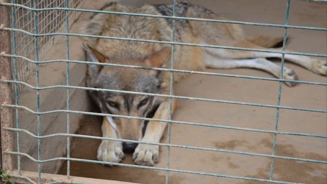 Farmstead in Decola   Naturlich 2022   Contact Zoo   Zoo