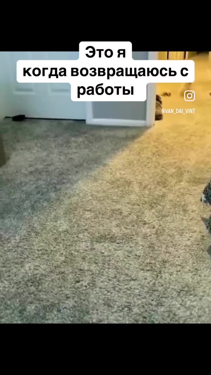 Белый французский бульдог прибегает и ложиться спать 😴