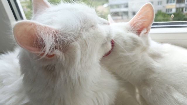Мамина радость. Котенок мурлычет.
