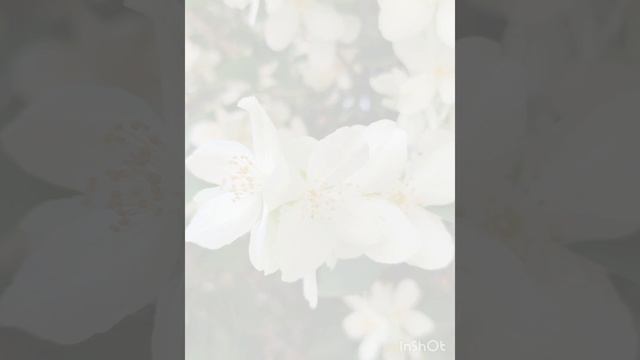 11 июня. утренняя цветочная прогулка
