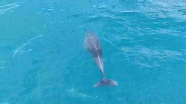 video5321075991362170037