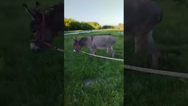 Большое путешествие маленького ослика