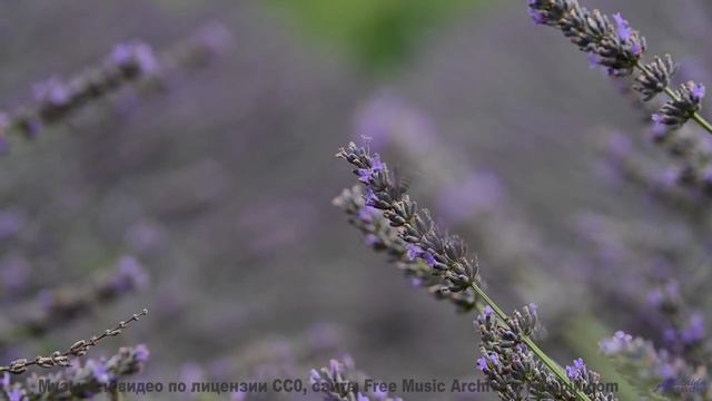 Музыка заставляет сердце танцевать без перерыва - Hammon Pop Rock -- Johannes Grote -- Unnamed album