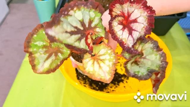 КОМНАТНЫЕ РАСТЕНИЯ(ЦВЕТЫ).ПЕРЕСАДКА НОВИНОЧЕК.