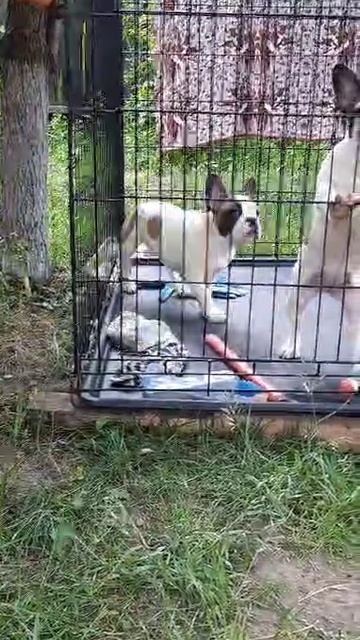 Девчонки француженки
