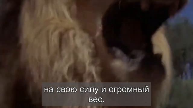 Лев, медведь, тигр. Кто из них самый сильный?