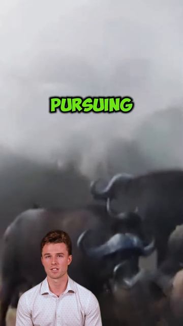 3UBTW8KiTyc - ＂Buffaloes' Revenge： Lion Becomes the Hunted in a Relentless Pursuit＂ #shorts #animals
