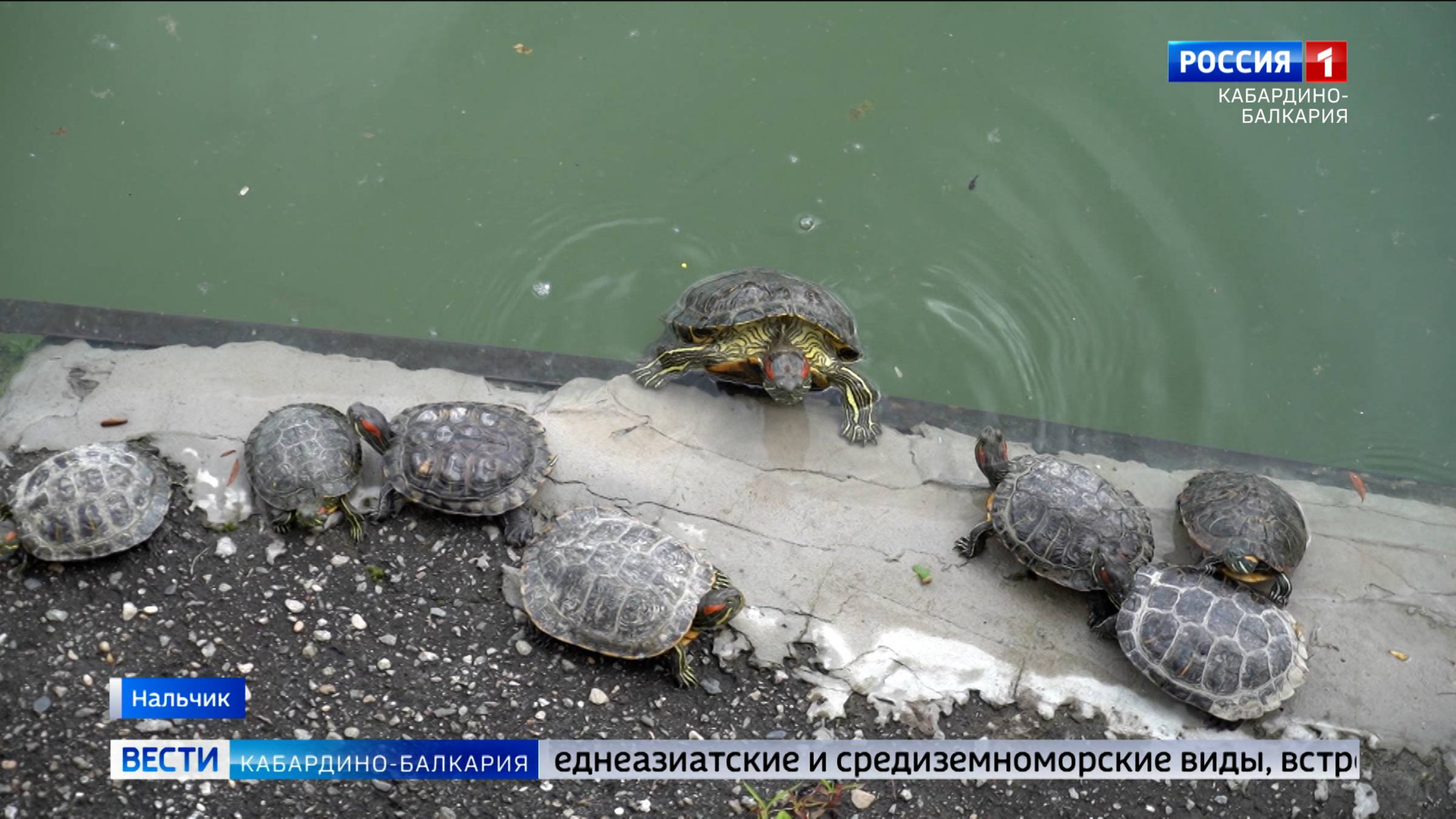 Болотные черепахи оккупировали озеро Трек в Нальчике
