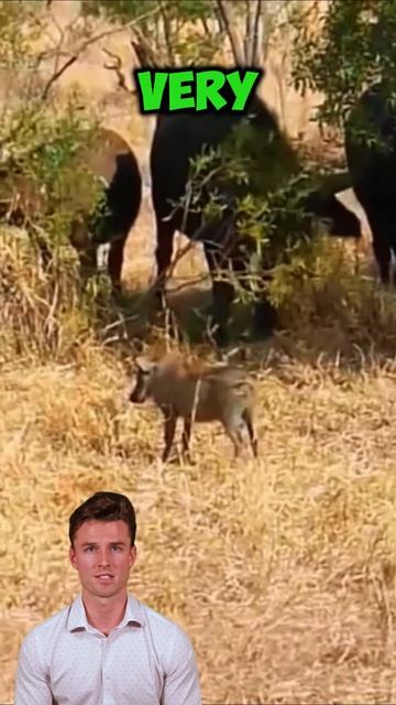 1GycQaHQmdc - ＂Bullied Boar's Downfall： The Day the Buffalo Fought Back＂ #shorts #animals #wildlife