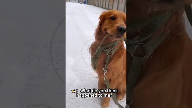 HqGC8f0dpNA - Dogs REGRET Their Snow Day Adventure in SECONDS!  #dogtok #doggo #dogmom #rescuedog #s