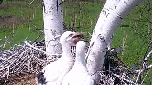 Аисты