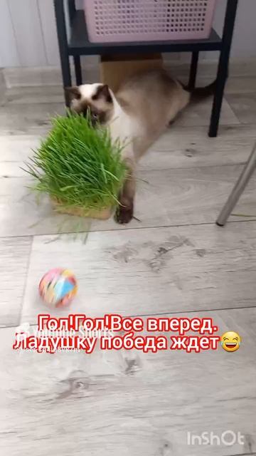 Кошка Ладушка футболистка #смешныекоты #котики #прикольные животные