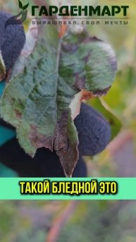 Чего не хватает яблоне? #Гарденмарт_советы