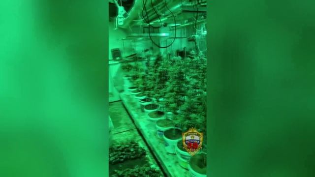У закладчика из Балашихи полицией Москвы изъяты 374 куста конопли и 656 похожих на камни свёртков