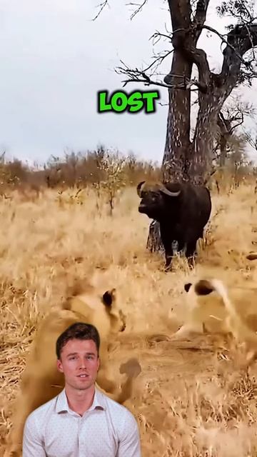 Kj8MJyq2NpU - ＂Herd Unity： Buffalo's Triumph Against Lions＂ #shorts #animals #lion
