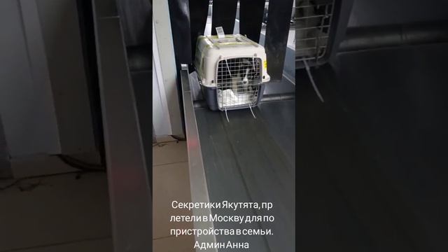 11-06-2025 Секретики Якутята
