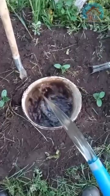 Метод посадки вокруг ведра