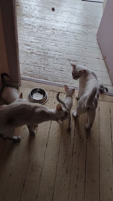 Дайте бедному котенку молочка!