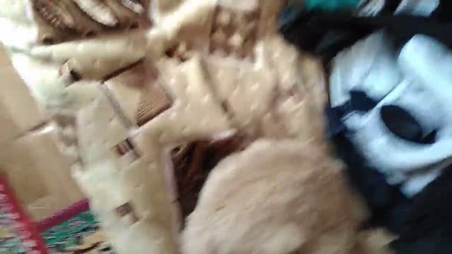 Эксперимент  с Персиком Что выберет Персик?